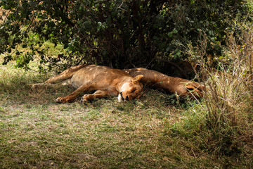 2 african lions resting on a safari