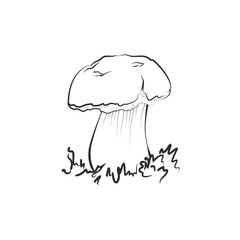 Mushroom illustration, vector. Suillellus, boletus, greaser mushroom drawing
