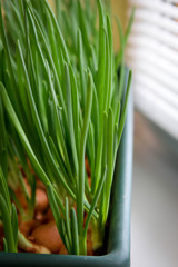 a garden of young onion on a window sill.Growing onions on the windowsill. Fresh green onions at home Indoor gardening growing spring onions in flower pot on window sill. Fresh sprouts of green onion 
