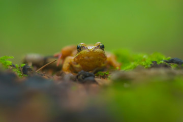 Small moor frog, brown en face in front on forest litter, wound arvalis, eyes, amphibian, nature, animal, shallow depth of field