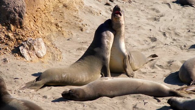 Sea Lions Fighting on the Beach 2