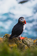 Close up/detailed portrait view of head of Arctic or Atlantic Puffin bird with orange beak. White background. Latrabjarg cliff, Westfjords, Iceland