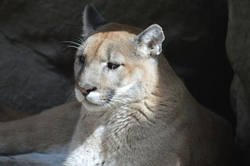 Naklejka premium A puma in the outdoors