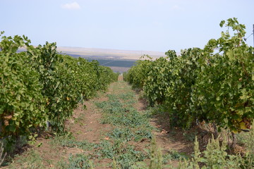 Fototapeta na wymiar View of the vineyards of the Crimean winery. Agricultural landscape.