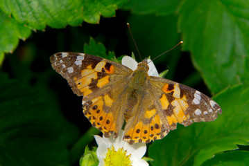 Brown butterfly on a white strawberry flower.