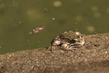 Grenouille