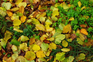 gelb grünes Laub im Herbst im Gras Struktur