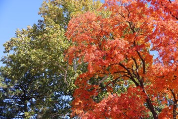 TWO FALL TREES IN AUTUMN BENEATH BLUE SKY