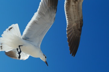 seagull in flight