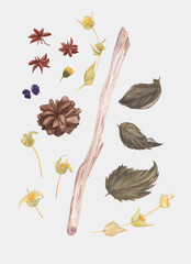Wild forest elements isolated on light background. Wildflowers, herbs, leaf, pine, berries. Botanical style sketch. Hand drawn illustration. Design elements for invitation, greeting card, quote, print