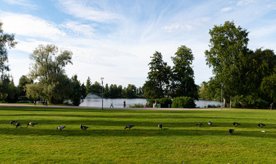 Fototapeta na wymiar geese on grass in park