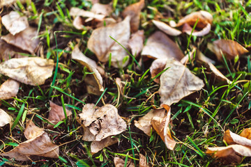 Orange autumn fallen leaves lying on green grass in soft focus.