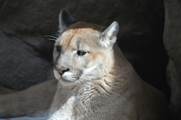 Naklejka premium A puma in the outdoors