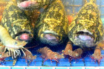Selling sea Reef Stonefish and shrimp in an aquarium market blue line, Sihanoukville, Cambodia, Southeast Asia