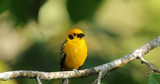  golden tanager, Tangara arthus, exotic tropical blue bird with gold head from Ecuador. Tanager sitting on the branch. Green mossy stick in the forest with bird. Wildlife scene from nature.