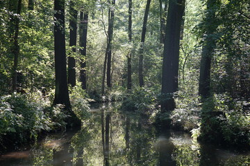 Wilde, sonnige Flusslandschaft im Spreewald