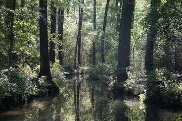 Obraz premium Wilde, sonnige Flusslandschaft im Spreewald