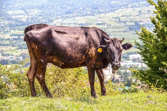 Milk cow with bell mooing and swishing tail standing on edge of mountain near the ruins of ancient Modinakhe fortress above the city of Sachkhere in Imereti Georgia visible below
