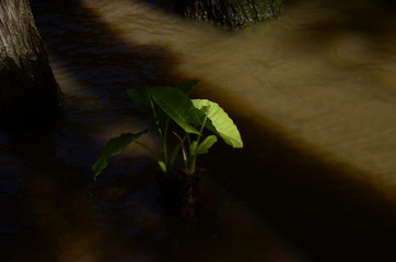 plant on water