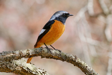 ジョウビタキ（尉鶲）のオス