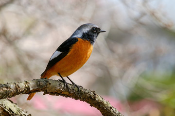 ジョウビタキ（尉鶲）のオス