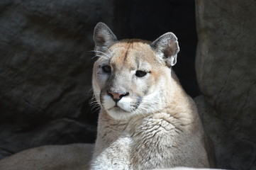 A puma in the outdoors