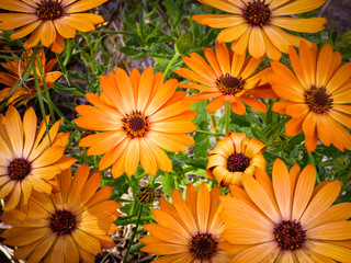 Diaformotecas Naranjas