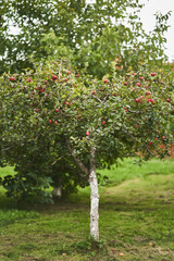 Fototapeta na wymiar Apple tree in the garden with red fresh apples