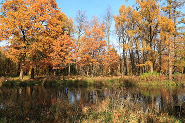 Sunny autumn in Russia. A pond with falling maple leaves in the forest on a September day.
