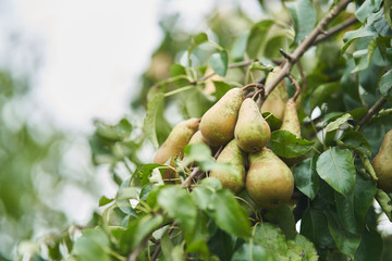 tree in the garden with green fresh pears.