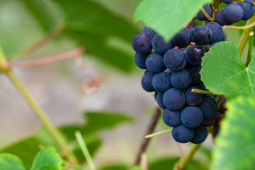 growing grapes on the Vine