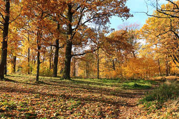 Fototapeta premium Sunny autumn in Russia. A path with falling maple leaves in the forest on a September day
