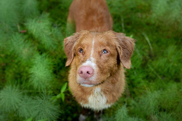 wet dog in the wood close up. Nova Scotia Duck Tolling Retriever for a walk