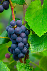 growing grapes on the Vine