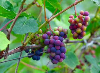 growing grapes on the Vine