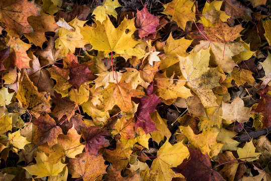 herbstlaub