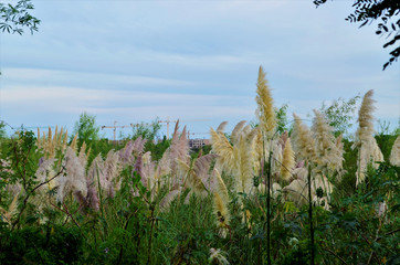 field of wheat