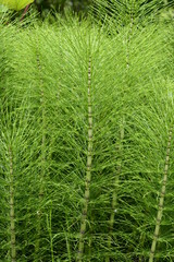 Closeup Equisetum telmateia known as great horsetail with blurred background in garden