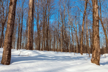 winter in the forest