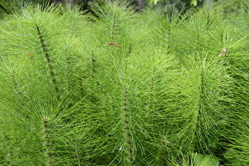 Closeup Equisetum telmateia known as great horsetail with blurred background in garden