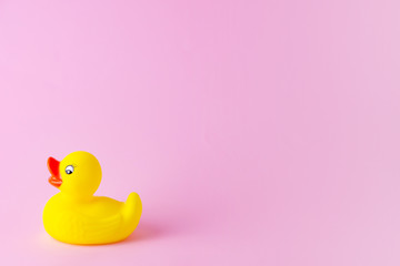 Yellow rubber duck on pink background