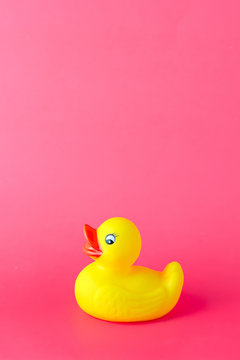 Yellow rubber duck on pink background