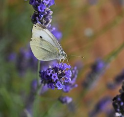 Farfalla GREEN-VEINED WHITE