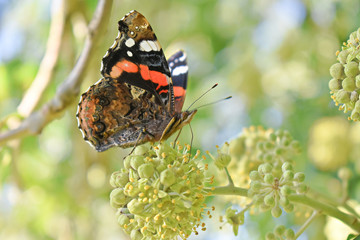 Farfalla Red Admiral - varie