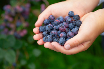 Naklejka na ściany i meble freshly picked blueberries in a child hands