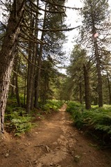 Un chemin dans une forêt de pins en Corse