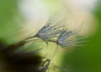 mattino presto goccie di rugiada