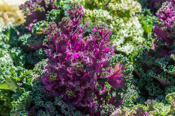 Close up of purple kale on a sunny day at the Carnival of Flowers in Toowoomba, Queensland, Australia.
