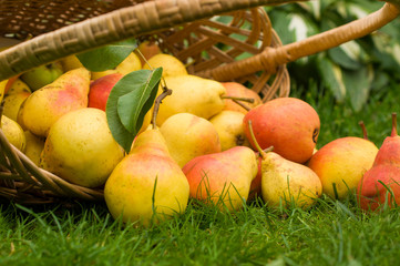 Yellow and red pears in a wicker basket on green grass