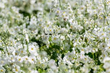 Clusters of white flowers with the background blurred on a sunny day out at the Carnival of Flowers in Toowoomba, Queensland, Australia.